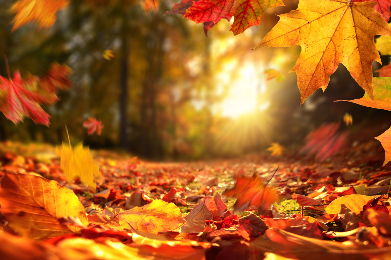 LLEGA EL OTOÑO: PREVENIR LOS RESFRIADOS DE FORMA NATURAL