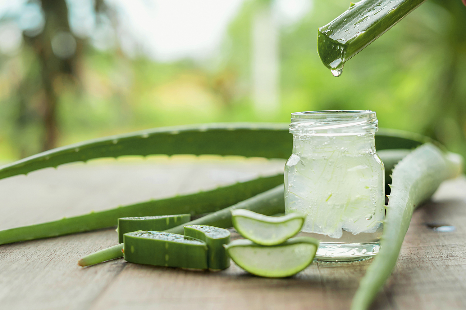 ALOE VERA: UNA VIEJA PLANTA PARA UNA NUEVA SALUD